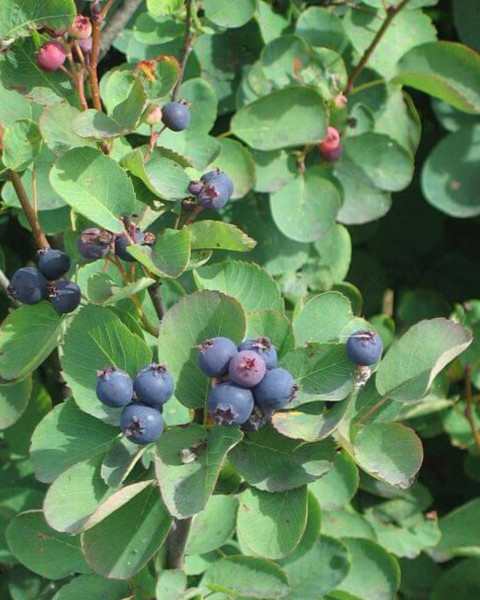 Muchovník kanadský (Amelanchier canadensis) ´LAMARCKII´ Muchovník kanadský (Amelanchier canadensis) ´LAMARCKII´