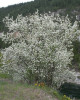 Muchovník kanadský (Amelanchier canadensis) ´LAMARCKII´ Muchovník kanadský (Amelanchier canadensis) ´LAMARCKII´