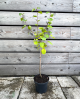 Muchovník jelšolistý (Amelanchier alnifolia) ´SMOKY´