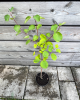 Muchovník jelšolistý (Amelanchier alnifolia) ´SMOKY´