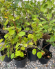 Muchovník jelšolistý (Amelanchier alnifolia) ´SMOKY´
