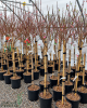 Nektárinka (Prunus nucipersica) ´BIG TOP´ Nektárinka (Prunus nucipersica) ´BIG TOP´