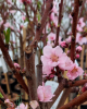 Nektárinka (Prunus nucipersica) ´BIG TOP´ Nektárinka (Prunus nucipersica) ´BIG TOP´