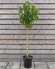 Nektárinka (Prunus nucipersica) ´BIG TOP´ Nektárinka (Prunus nucipersica) ´BIG TOP´