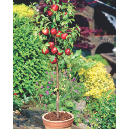 Mini nektárinka nízkokmenná (Prunus Nucipersica) ´RUBIS´® Mini nektárinka nízkokmenná (Prunus Nucipersica) ´RUBIS´®