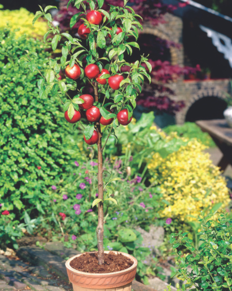 Mini nektárinka nízkokmenná (Prunus Nucipersica) ´RUBIS´® Mini nektárinka nízkokmenná (Prunus Nucipersica) ´RUBIS´®