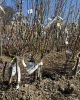 Mini nektárinka nízkokmenná (Prunus Nucipersica) ´RUBIS´® Mini nektárinka nízkokmenná (Prunus Nucipersica) ´RUBIS´®
