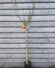 Nektárinka (Prunus nucipersica) ´FANTASIA´ 