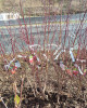 Nektárinka (Prunus nucipersica) ´FANTASIA´