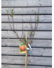 Nektárinka (Prunus nucipersica) ´FANTASIA´ 