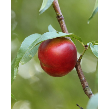 Nektárinka (Prunus nucipersica) ´HARCO´ Nektárinka (Prunus nucipersica) ´HARCO´
