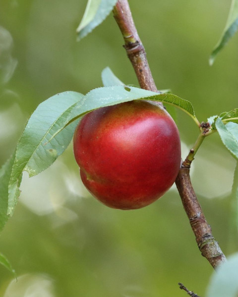 Nektárinka (Prunus nucipersica) ´HARCO´ Nektárinka (Prunus nucipersica) ´HARCO´