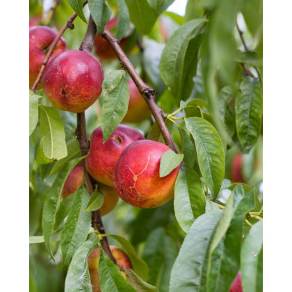 Nektárinka (Prunus nucipersica) ´FANTASIA´ Nektárinka (Prunus nucipersica) ´FANTASIA´