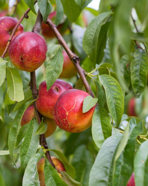 Nektárinka (Prunus nucipersica) ´FANTASIA´ Nektárinka (Prunus nucipersica) ´FANTASIA´