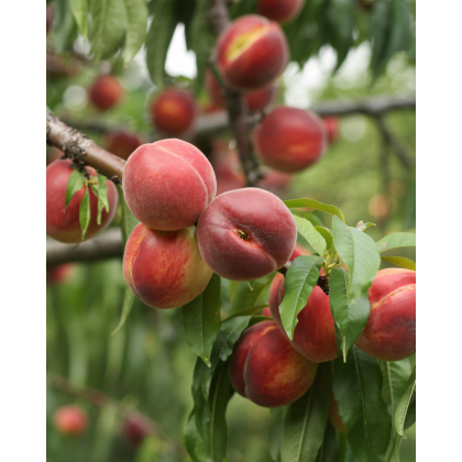 Nektárinka (Prunus nucipersica) ´CALDESI´