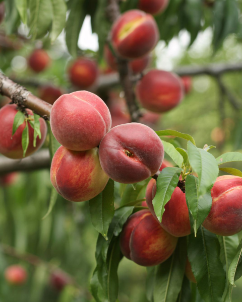 Nektárinka (Prunus nucipersica) ´CALDESI´ Nektárinka (Prunus nucipersica) ´CALDESI´