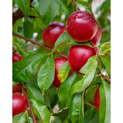 Nektárinka (Prunus nucipersica) ´SUPER QUEEN´ Nektárinka (Prunus nucipersica) ´SUPER QUEEN´