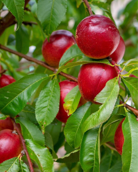 Nektárinka (Prunus nucipersica) ´SUPER QUEEN´ Nektárinka (Prunus nucipersica) ´SUPER QUEEN´