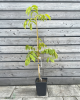 Orech kráľovský (Juglans Regia) ´SATURN´