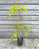 Orech kráľovský (Juglans Regia) ´SATURN´