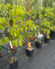 Orech kráľovský (Juglans Regia) ´SATURN´
