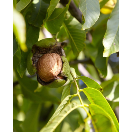 Orech kráľovský (Juglans Regia) ´SATURN´ Orech kráľovský (Juglans Regia) ´SATURN´