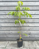 Orech kráľovský (Juglans Regia) ´SYCHROV´