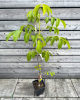 Orech kráľovský (Juglans Regia) ´SYCHROV´
