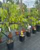 Orech kráľovský (Juglans Regia) ´SYCHROV´