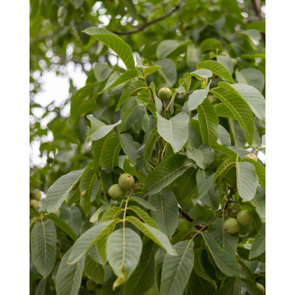 Orech kráľovský (Juglans Regia) ´SYCHROV´ Orech kráľovský (Juglans Regia) ´SYCHROV´
