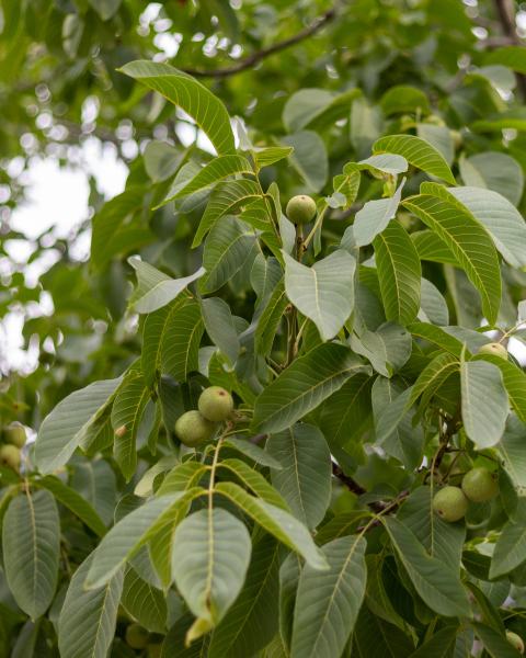 Orech kráľovský (Juglans Regia) ´SYCHROV´ Orech kráľovský (Juglans Regia) ´SYCHROV´