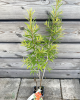 Rakytník rešetliakový (Hippophae rhamnoides ) ´HERGO´
