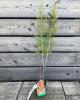 Rakytník rešetliakový (Hippophae rhamnoides ) ´HERGO´
