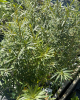 Rakytník rešetliakový (Hippophae rhamnoides ) ´HERGO´