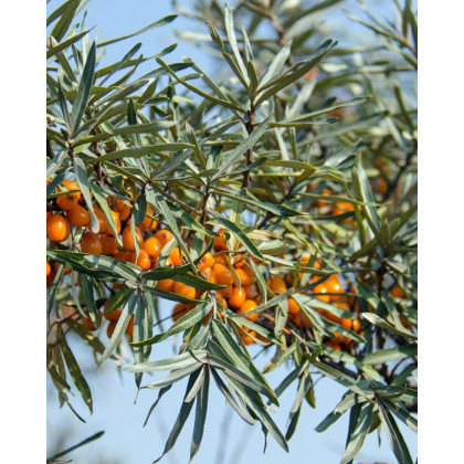 Rakytník rešetliakový (Hippophae rhamnoides ) ´JULIA´ Rakytník rešetliakový (Hippophae rhamnoides ) ´JULIA´