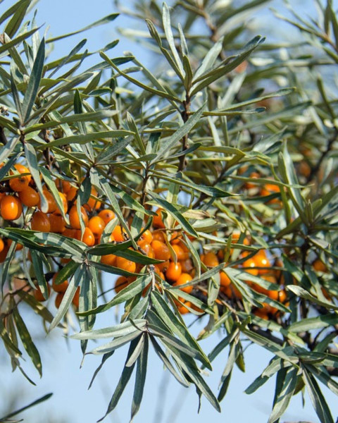Rakytník rešetliakový (Hippophae rhamnoides ) ´JULIA´ Rakytník rešetliakový (Hippophae rhamnoides ) ´JULIA´