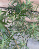 Rakytník rešetliakový (Hippophae rhamnoides ) ´JULIA´ Rakytník rešetliakový (Hippophae rhamnoides ) ´JULIA´