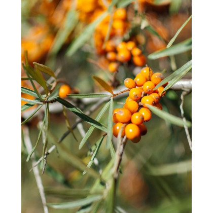 Rakytník rešetliakový (Hippophae rhamnoides ) ´HERGO´ Rakytník rešetliakový (Hippophae rhamnoides ) ´HERGO´
