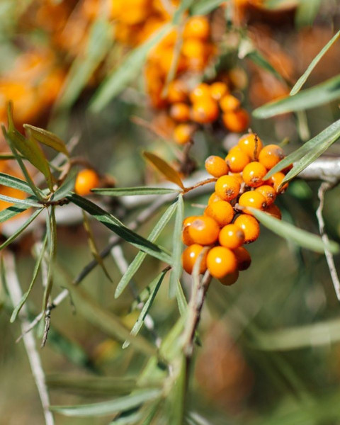 Rakytník rešetliakový (Hippophae rhamnoides ) ´HERGO´ Rakytník rešetliakový (Hippophae rhamnoides ) ´HERGO´