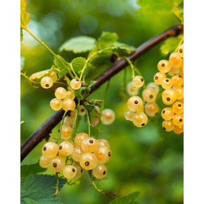 Ríbezľa biela (Ribes rubrum) ´BLANCA´ Ríbezľa biela (Ribes rubrum) ´BLANCA´