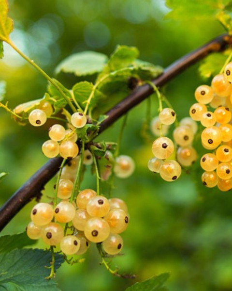 Ríbezľa biela (Ribes rubrum) ´BLANCA´ Ríbezľa biela (Ribes rubrum) ´BLANCA´