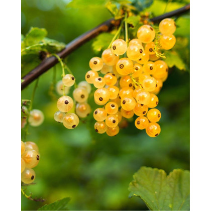 Ríbezľa biela (Ribes rubrum) ´BLANCA´ Ríbezľa biela (Ribes rubrum) ´BLANCA´