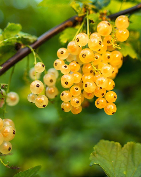 Ríbezľa biela (Ribes rubrum) ´BLANCA´ Ríbezľa biela (Ribes rubrum) ´BLANCA´