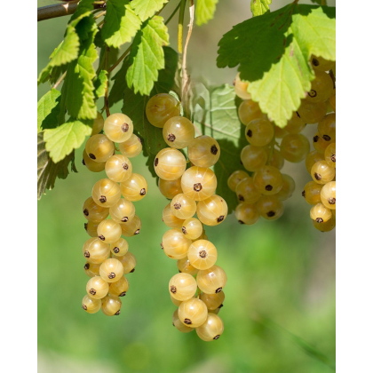 Ríbezľa biela (Ribes rubrum) ´BLANCA´ Ríbezľa biela (Ribes rubrum) ´BLANCA´