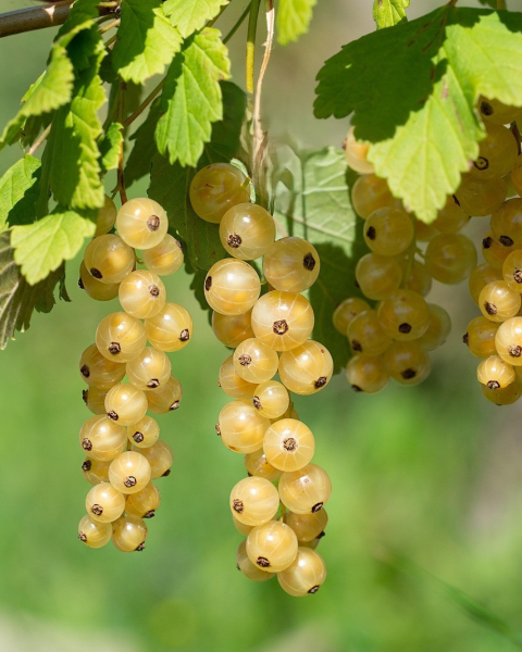 Ríbezľa biela (Ribes rubrum) ´BLANCA´ Ríbezľa biela (Ribes rubrum) ´BLANCA´