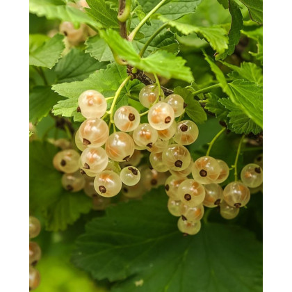 Ríbezľa biela (Ribes rubrum) ´BLANCA´ Ríbezľa biela (Ribes rubrum) ´BLANCA´