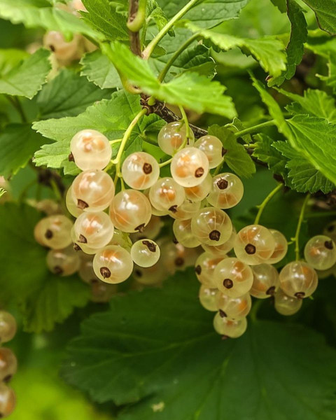 Ríbezľa biela (Ribes rubrum) ´BLANCA´ Ríbezľa biela (Ribes rubrum) ´BLANCA´