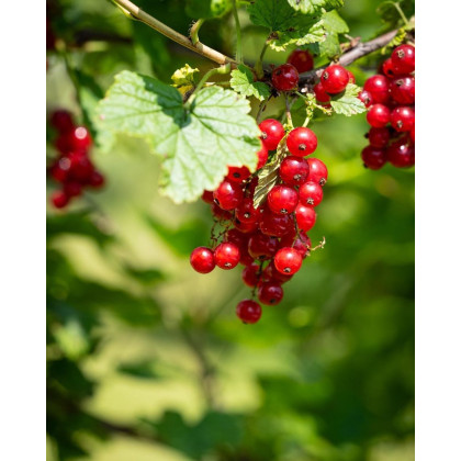 Ríbezľa červená (Ribes rubrum) ´ROLAN´ Ríbezľa červená (Ribes rubrum) ´ROLAN´