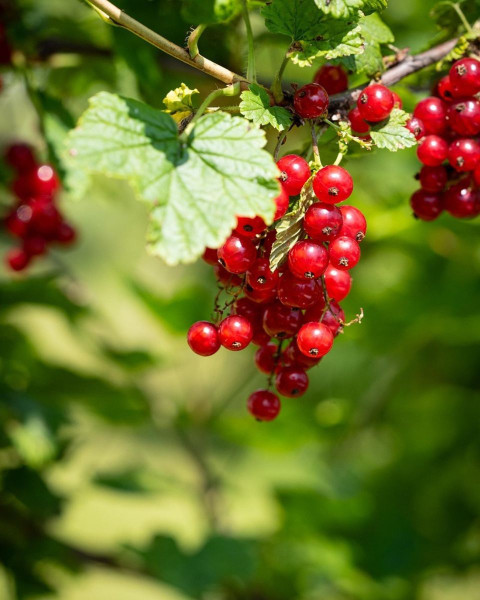 Ríbezľa červená (Ribes rubrum) ´ROLAN´ Ríbezľa červená (Ribes rubrum) ´ROLAN´