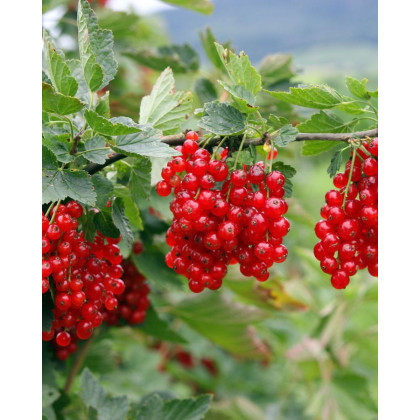 Ríbezľa červená (Ribes rubrum) ´JONKHEER VAN TETS´ Ríbezľa červená (Ribes rubrum) ´JONKHEER VAN TETS´